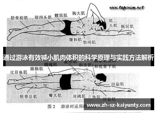 通过游泳有效减小肌肉体积的科学原理与实践方法解析